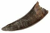 Serrated Tyrannosaur Tooth - Judith River Formation #192600-1